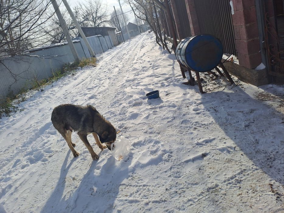 Шенки тобет девочки и мальчики