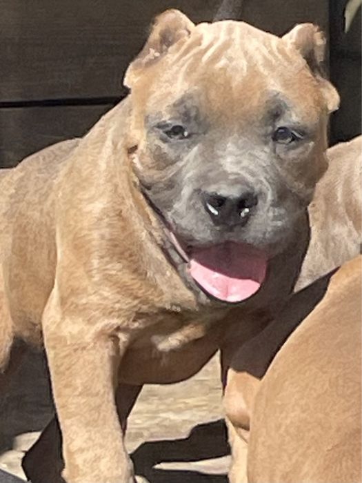 Щенки амбулли разных возрастов