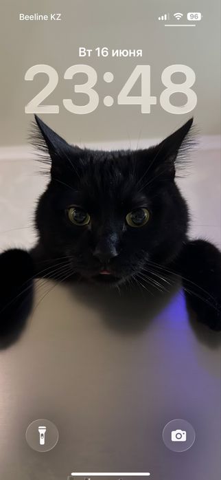 Отдам кота в добрые руки