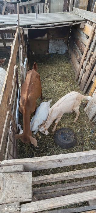 Vând doar iezi, caprele am nevoie pentru reproducere