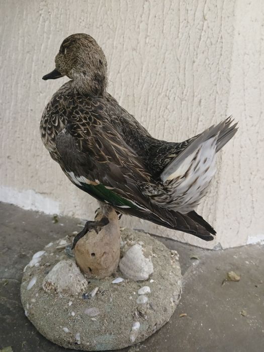 Препарирани птици за интериор