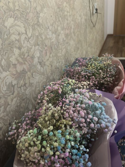 Цветы гипсофилы свежый