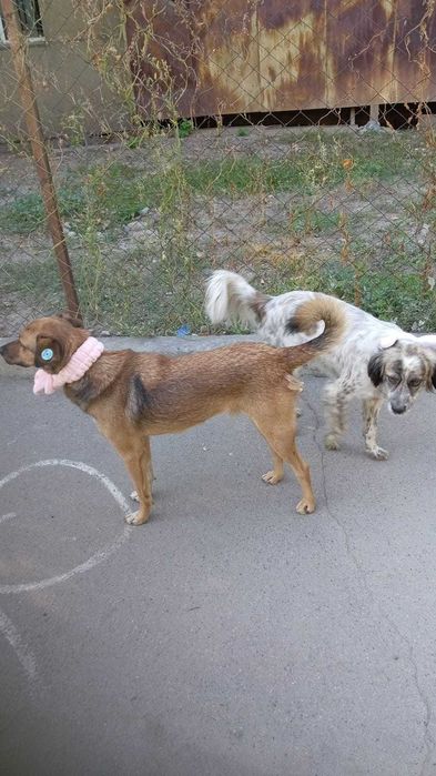 Пёс интелегент срочно ищет дом!