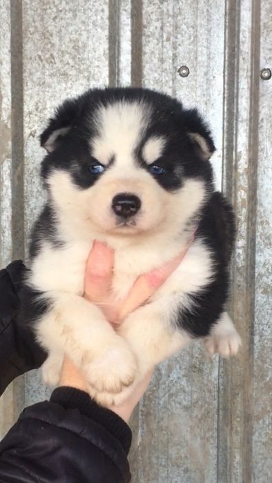 Симпапулька девочка хаски