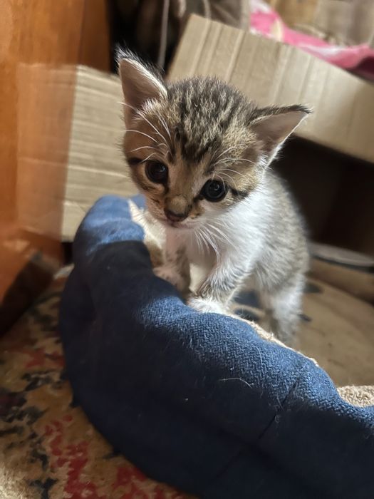 отдам котят в добрые руки