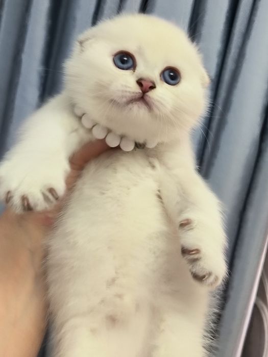 Котята от правильной вязки