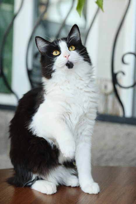 Молодой котик, 1 год, мальчик, кастрирован