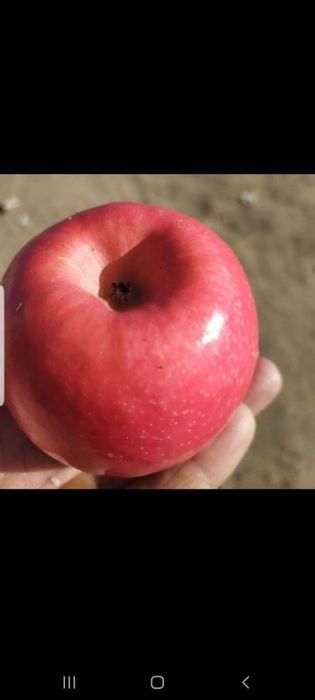 Мевали ва манзарали кучатлар