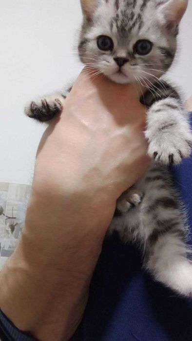 Котята Скоттиш Страйт