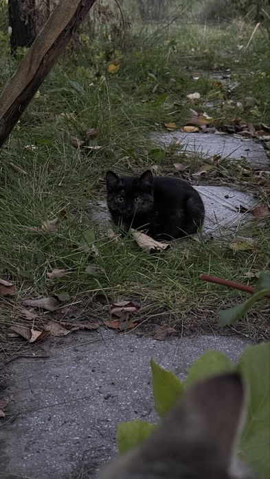 Котенок ищет дом