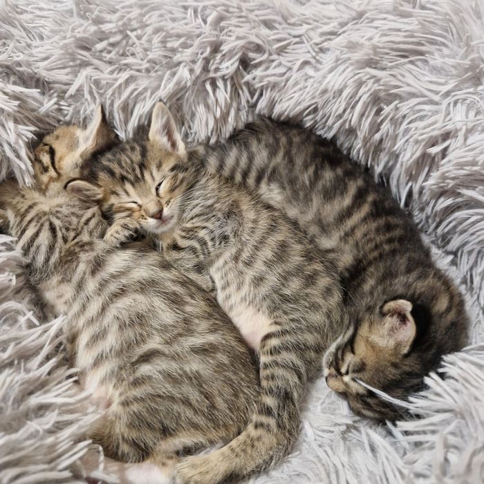 Котёнка 3 штук оригинал