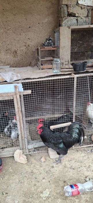 Qora zotdor horoz sotiladi