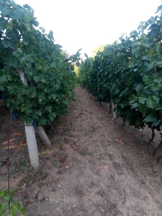 Продава КЪЩА , с. Православ