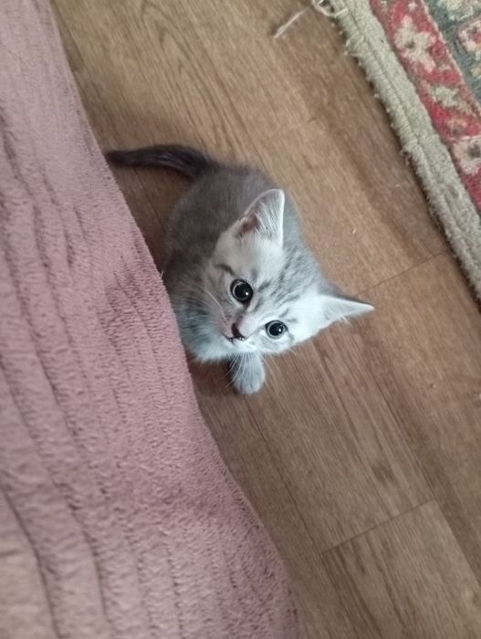 Шотланские котята