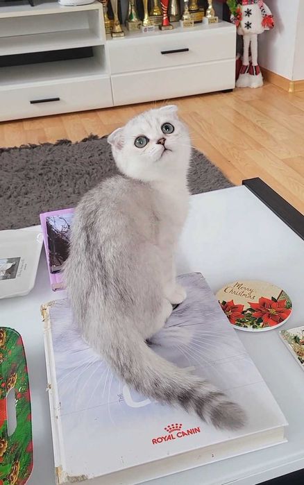 Baiat scottish fold cu pedigree