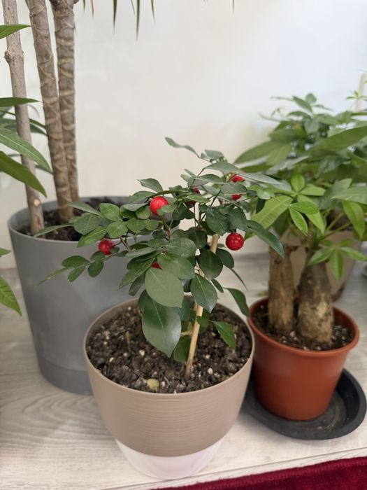 Продам Домашние цветы