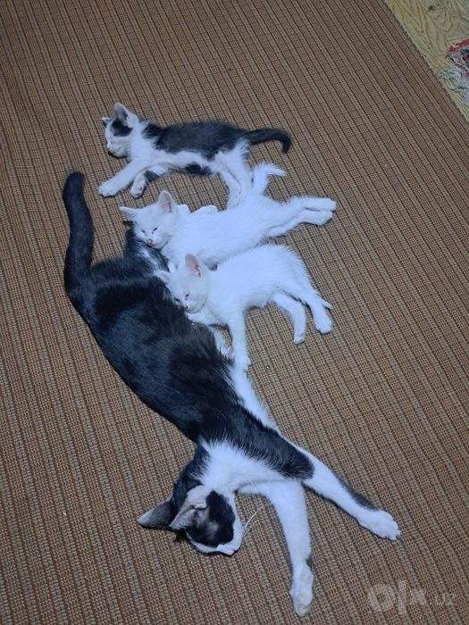 Отдам котят в хорошие руки:белые-мальчики