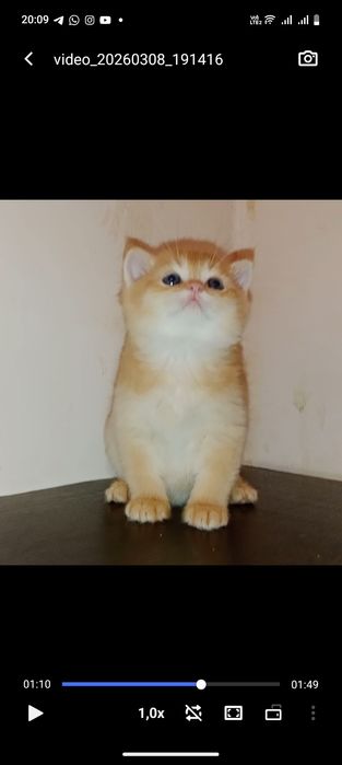 Золотой Шиншила ny12 мальчик