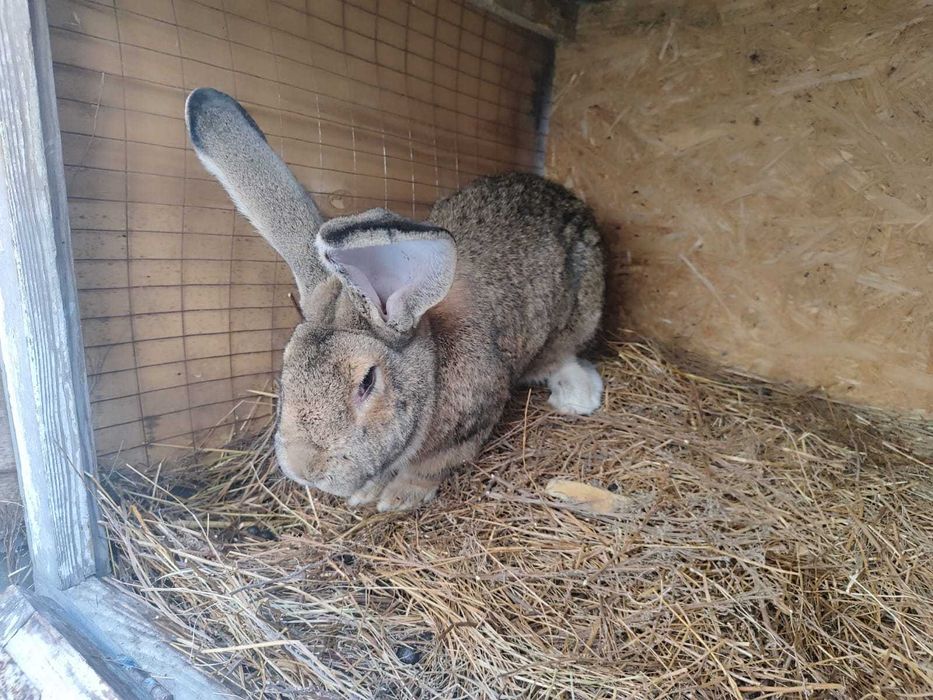 Продам кроликов !