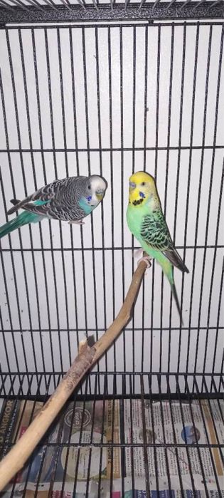 Qush setka otsenkofka /сетка для птиц оцинкованная/от производителя