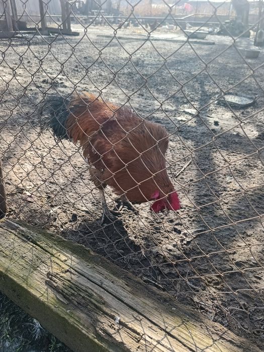 Продам 2 педуха кучински и барковски