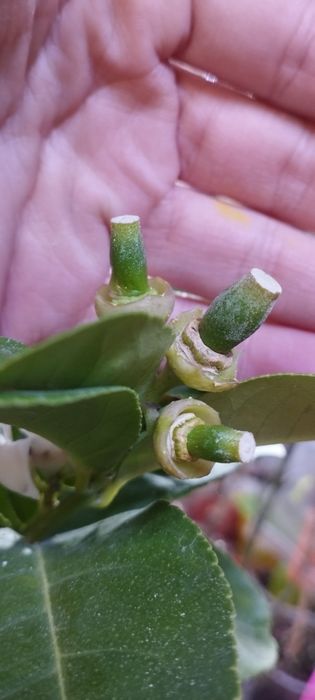 Плодоносящий лимон