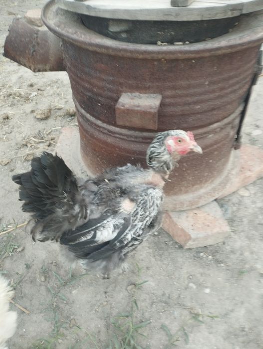 Куры хароше яйци даёт