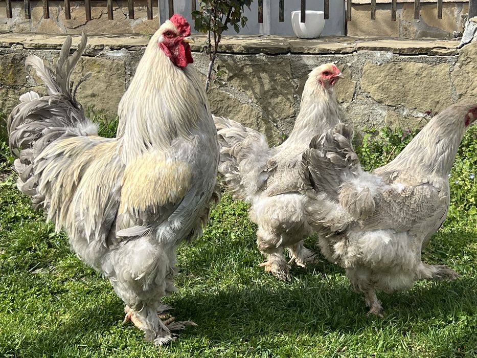 Продавам разплодни яйца от Брама Изабела [Brahma Isabella]