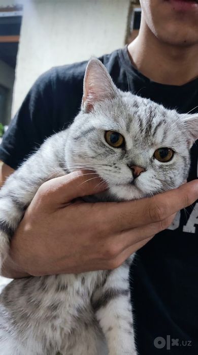 Вязка/Vyazka ( British Shorthair & Scottish Fold Erkak Mushuklar