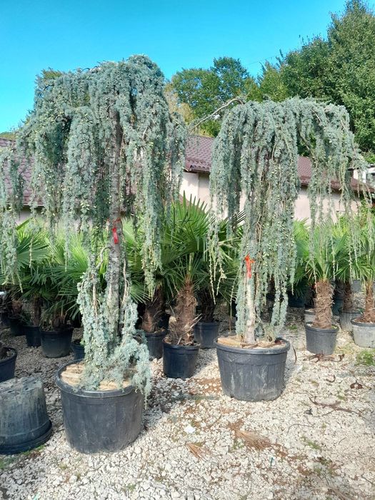 Plante ornamentale
