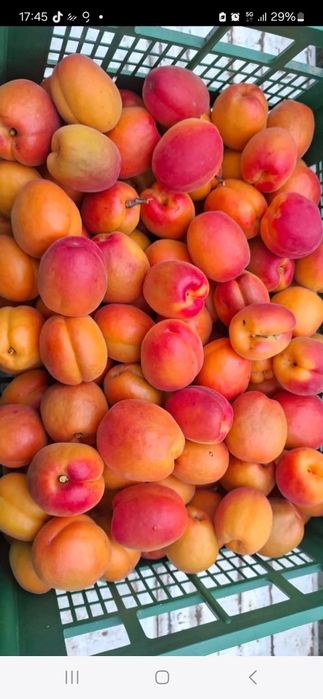 Caise foarte bine coapte dulci ṣi aromate cu suficientă zaharoză românești 100%