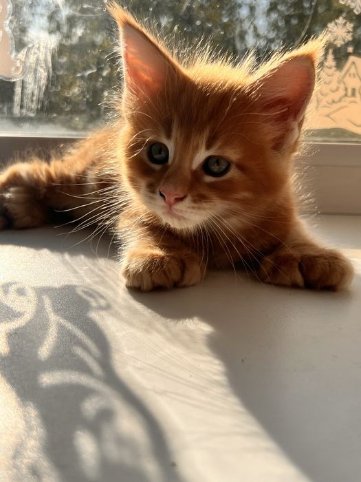 Мейн Кун котята рыжие