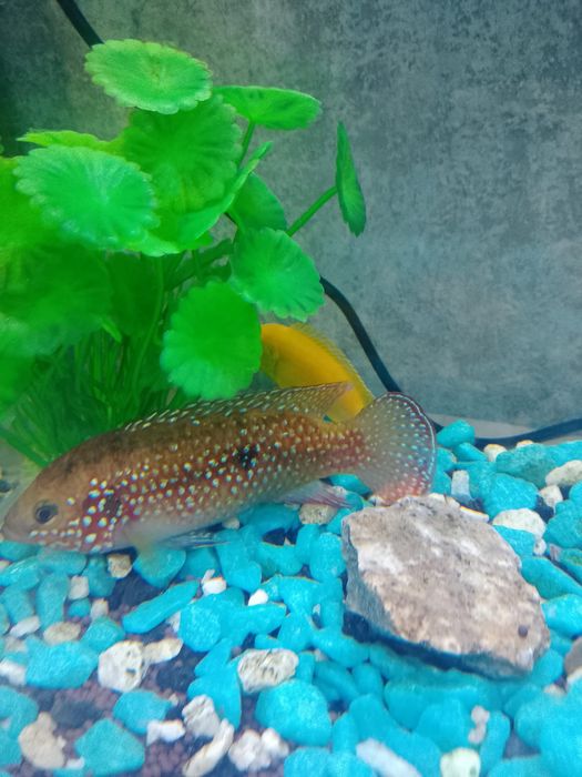 Аквариум с рыбками