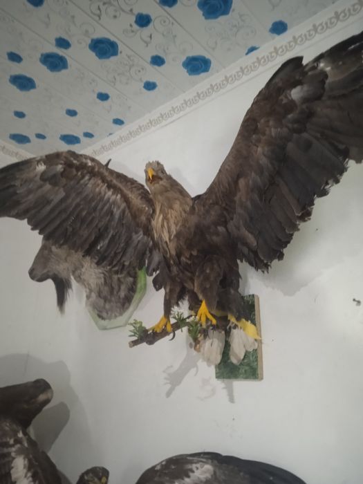 Продаем чучело  шакала и беркута за150доллоров