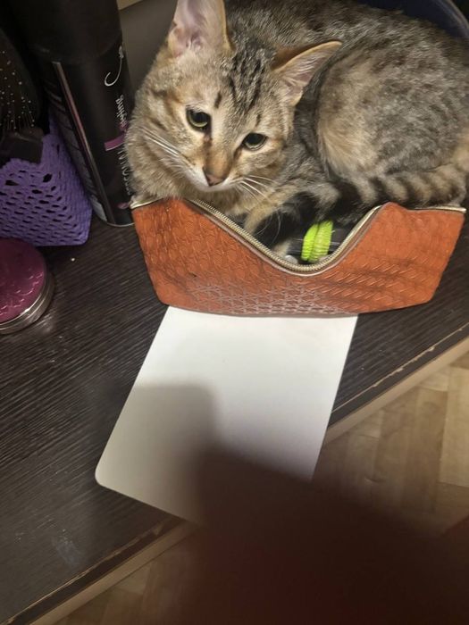 Котёнок, мама сиамская