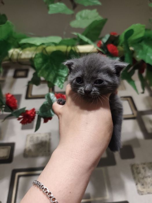 Ширинтой мушукчаларимиз сотилади