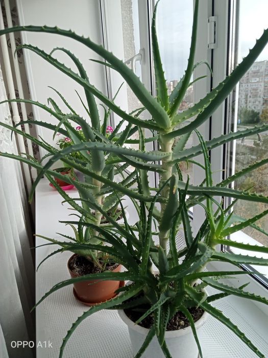 продам цветы алое