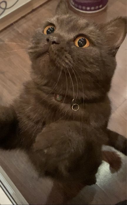 TOPGANGA MUKOFOT Mushuk yuqolib qoldi. Потеряли кота  нашедшему возног