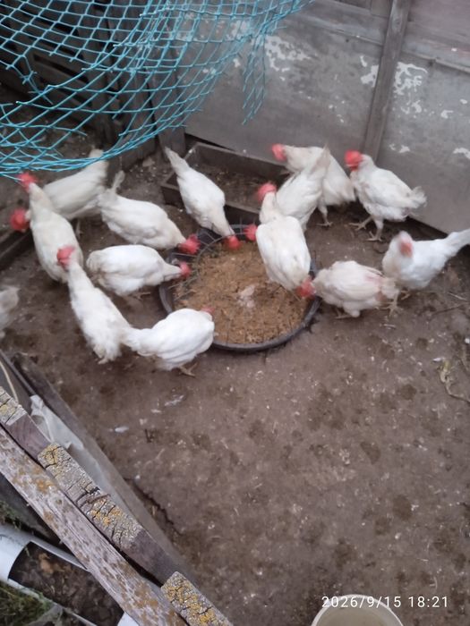 Продаю кур несушек