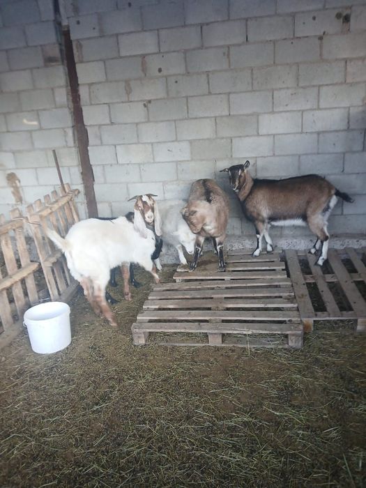 Ешкі теке козы лақ