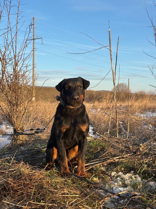 Jagd Terrier jagdterrier