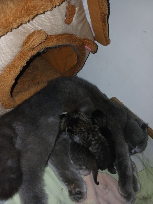 Mushuchalar sotiladi.