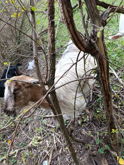 Capre tinere 2-3 ani