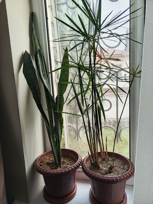 Домашние цветы оптом по 20-25тыс.