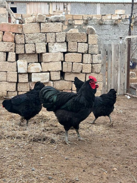 джерси гигант әтеш сатылады