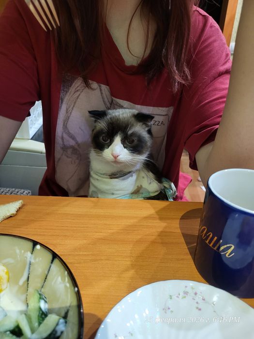 Отдам кошку бесплатно