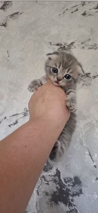 Шотландские вислоухие котята