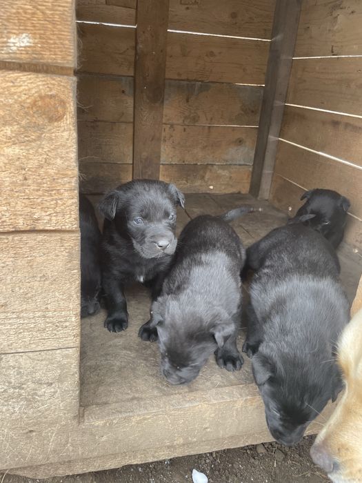 Pui Metis Ciobanesc Belgian Malinois si Labrador