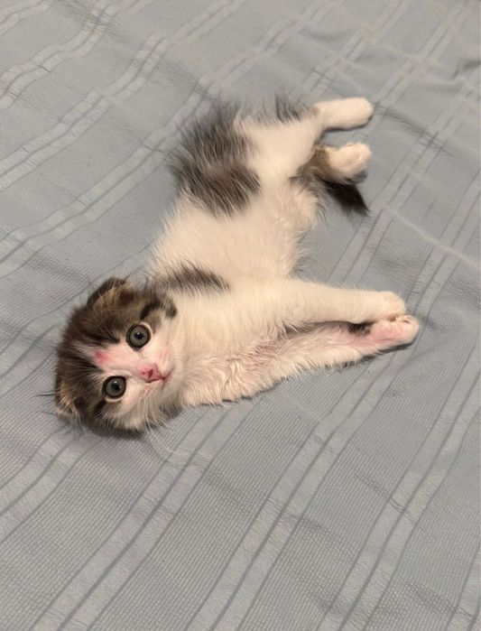 Котенок шотландский