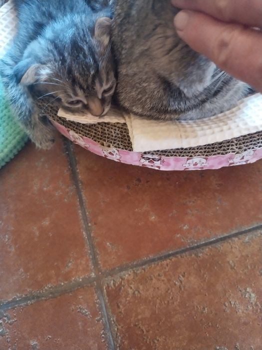 Котята.Отдам в хорошие руки